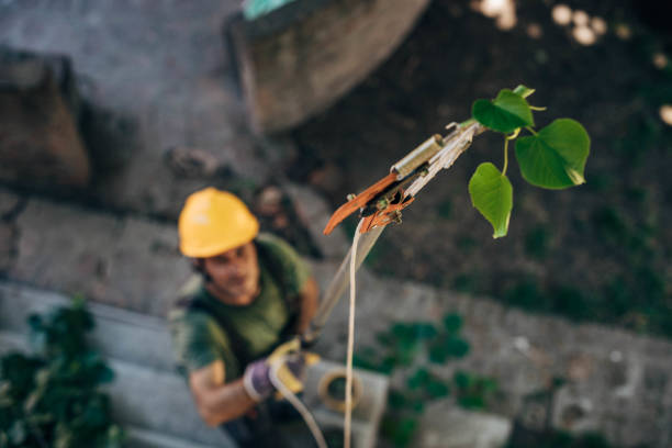 Trusted Remington, IN  Tree Services Experts